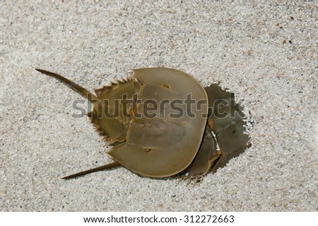 Horseshoe Crabs