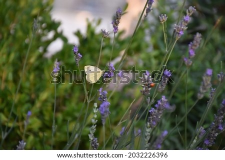 Similar – Image, Stock Photo A butterfly on lavender flower