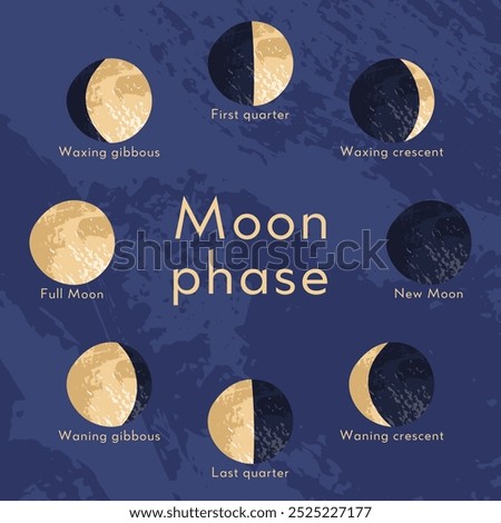 Moon phase, lunar cycle, synodic month. Lunary visible side. New and full moon, waxing and waning crescent, first and last quarter, gibbous. Astronomy, astrophysics. Vector flat cartoon illustration