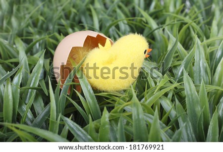 Yellow baby chick hatching from egg