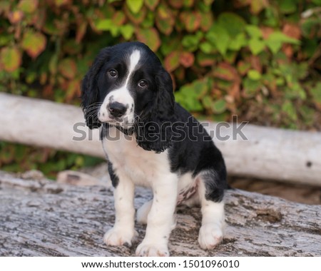 Shutterstock Puzzlepix