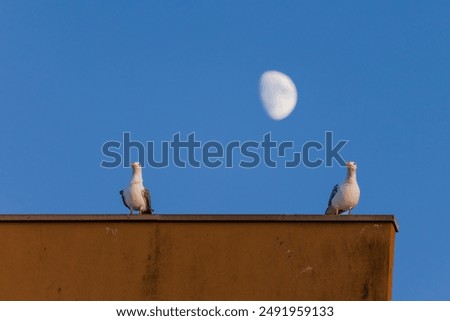 Similar – Foto Bild Himmel über silbriger See und Meer