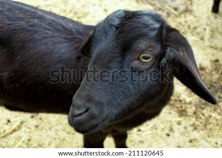Young black goat