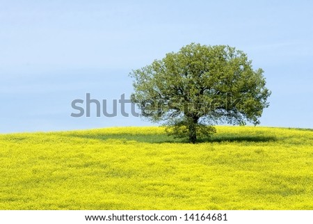A hill with one tree covered by yellow flowers during spring in Tuscany