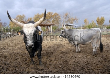 A black bull and a white cow in outdoor farm