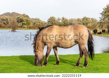 Similar – Image, Stock Photo A Konik pony foal (wild horse) with his mother