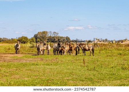 Similar – Image, Stock Photo A Konik pony foal (wild horse) with his mother