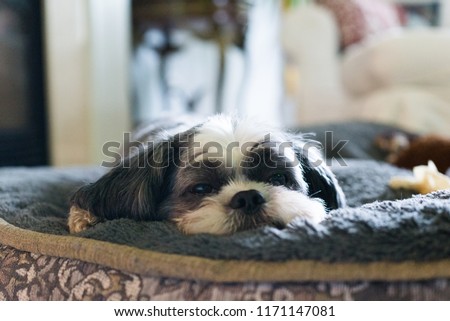 Shutterstock Puzzlepix