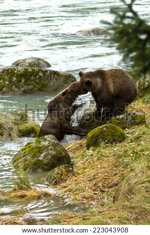 Two Alaskan Brown Bear siblings play fighting on the banks of the Chilkoot River, Haines, Alaska