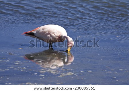 Pink flamingo searching for food shallow mineral rich lake, Potosi region of Bolivia
