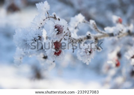 Frost and ice on winter berries