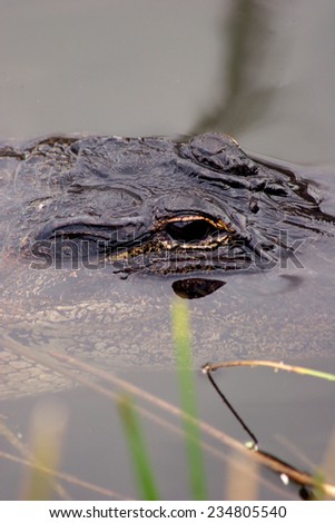 Closeup of eye of American Alligator with head out of water, Everglades, Florida, USA.