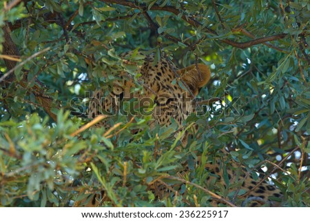 Leopard hiding in tree after killing warthog