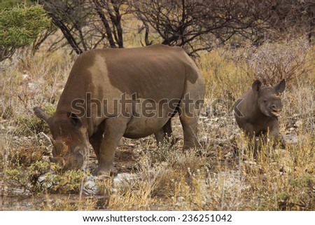 Black Rhino and calf, Etosha National Park, Namibia