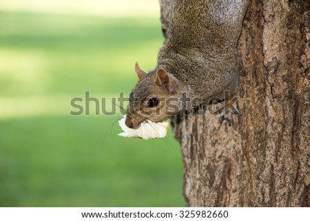 grey squirrel eating bread