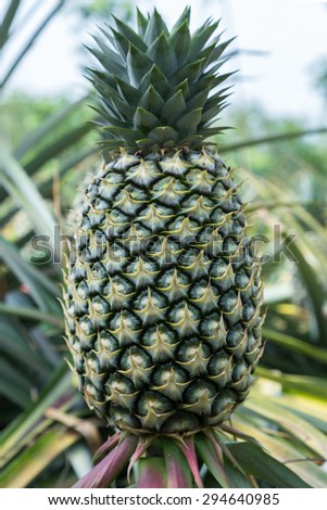 Pineapple fresh from the farm