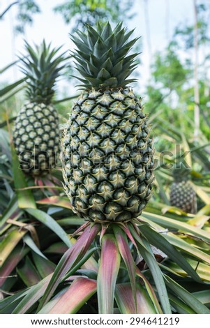 Pineapple fresh from the farm