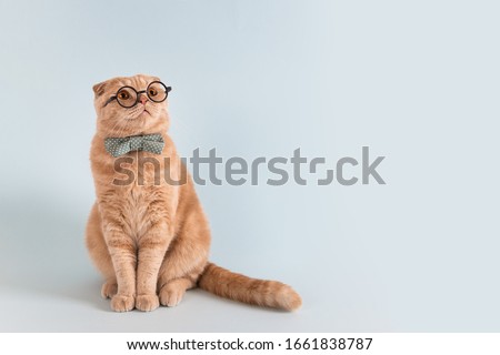 Similar – Image, Stock Photo Funny attentive cat on white background