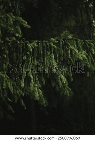 Similar – Image, Stock Photo Conifer branch with raindrops