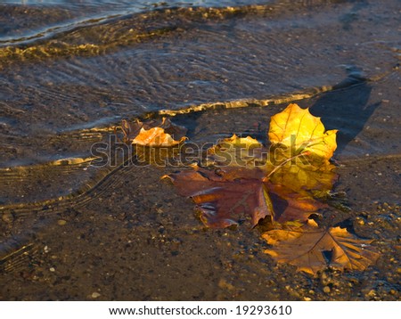 Morning sun shines on water as it ripples around fallen Autumn leaves