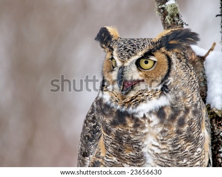 Great Horned Owl closeup with beak open.