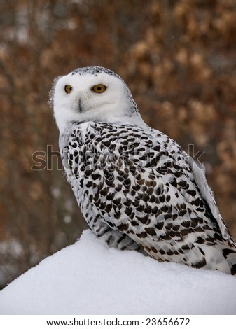 Snowy Owl sitting on a snow bank.