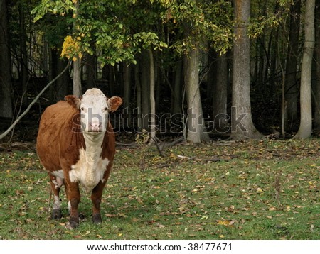 Hereford cow standing looking at the camera there are fallen leaves in the meadow.