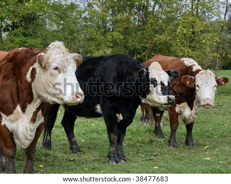 Black Baldy flanked by two Hereford cows. These are beef cattle.