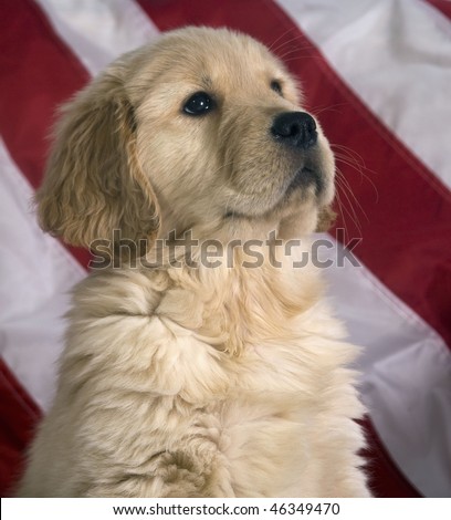 Cute Golden Retriever puppy sits proudly in front of an American flag.