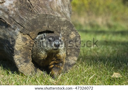 Groundhog  (Marmota monax) crawl out of the end of a hollow log
