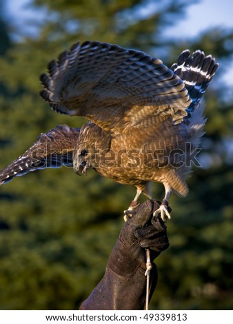 Red-shouldered Hawk (Buteo lineatus) on falconers gloved hand