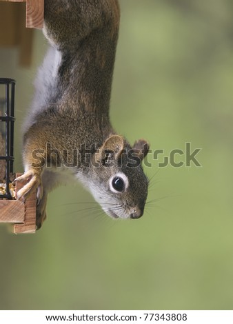 Red Squirrel (Tamiasciurus hudsonicus) hanging off the side of a bird feeder