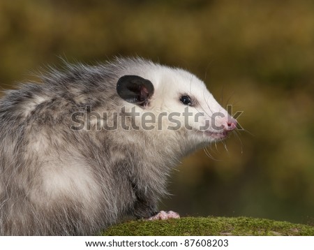Young 8 month old Opossum on a moss covered log. He is at a wildlife rehab center unable to be released to the wild as he is imprinted on people.