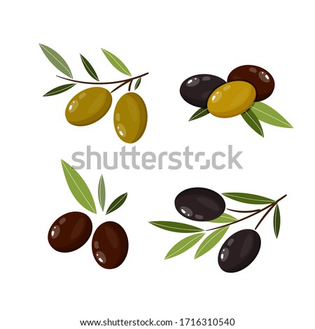 Set of olives. Olive branches. Vector illustration for deisgn, patterns, wreaths, web, olive oil logo.