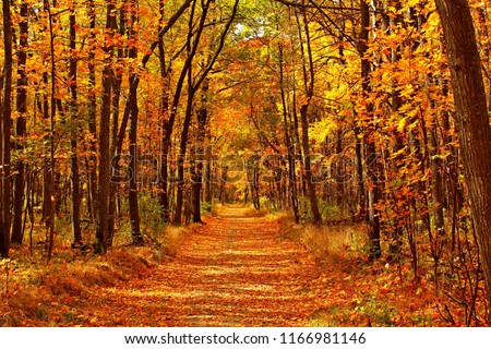 Similar – Image, Stock Photo Forest path in autumn with evening light