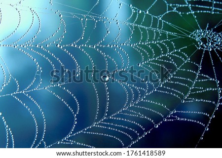 Similar – Image, Stock Photo Cobwebs with dewdrops