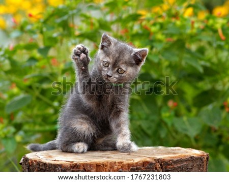 Gray cute kitten pointing up hand or paw. Funny pretty kitten sitting & voting hand in election by rising up paw. Animal vote - little kitten in summer nature play hand paw up. Lovely gray cat kitty