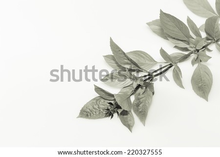 sweet basil or thai basil leaf isolated on white background