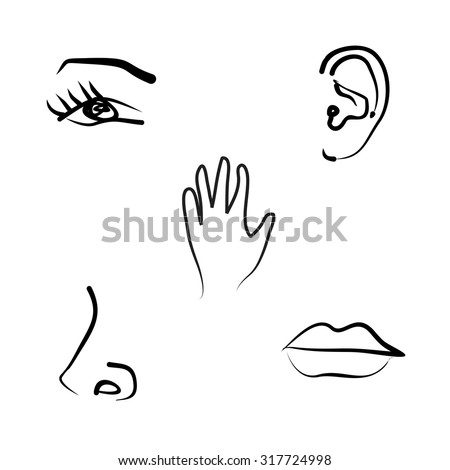 Hand-Drawn Illustration Of The Five Senses - 317724998 : Shutterstock