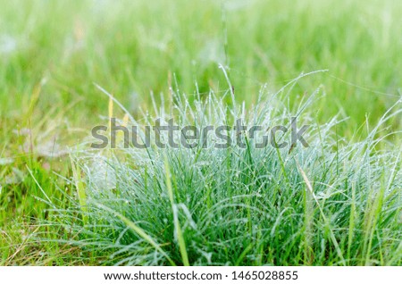 Similar – Image, Stock Photo Dewdrops in the tuft of grass