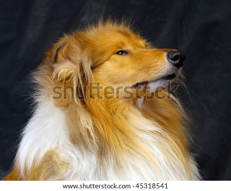 Redhead collie  on dark background ,portrait profile