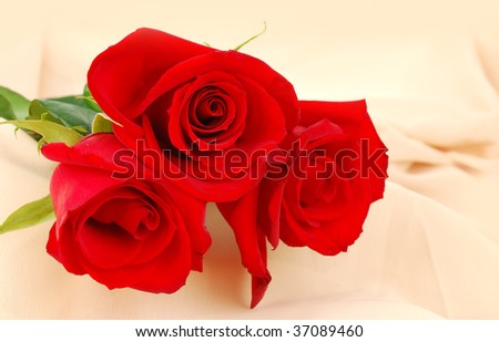 Rgree red roses on the cream color background.