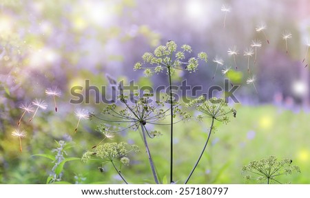 dandelion seeds and flowering weed in  the  morning