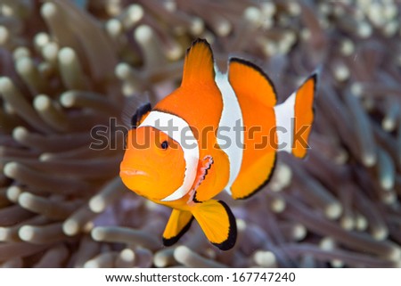 clown fish with anemone.