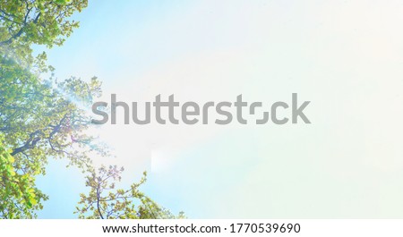 Similar – Image, Stock Photo beech forest in summertime