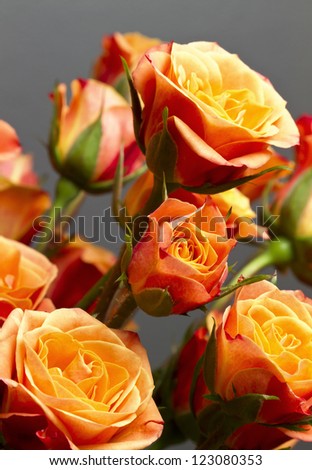 Beautiful bouquet of soft orange and yellow colored roses against gray backdrop.