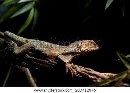 The frilled-neck lizard (Chlamydosaurus kingii), also known as the frilled lizard or frilled dragon, is a type of lizard that is found mainly in northern Australia and southern New Guinea.