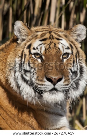 The Siberian tiger is a tiger subspecies inhabiting mainly the Sikhote Alin mountain region with a small population in southwest Primorye province in the Russian Far East.