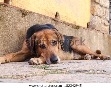 Elba Island , Italy - September 15-22, 2012. sweet and quiet dog rests in the streets of the village of Marciana