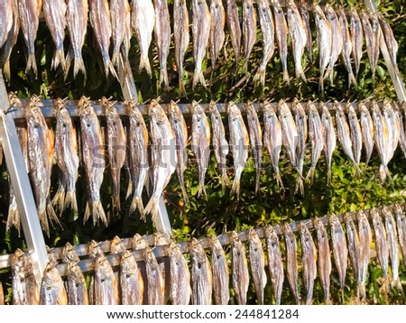 Lake Como, Italy. Typical fish named misultin dried in the sun